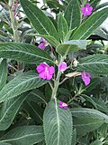 Vignette pour Impatiens irvingii