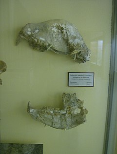 Череп на Indarctos bakalovi изложен в Палеонтологичния музей в Асеновград. Останките са от находището край село Калиманци.