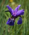 Sibirische Schwertlilie (Iris sibirica)