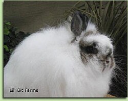 Wooly Jersey Rabbit