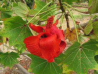 A closeup of a red flower and leaves of Kokia cookei