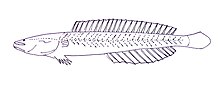 Kraemeria samoensis.JPG