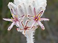 Lanaria plumosa