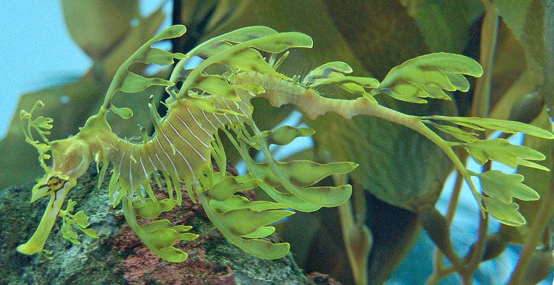 Leafy Sea Dregon