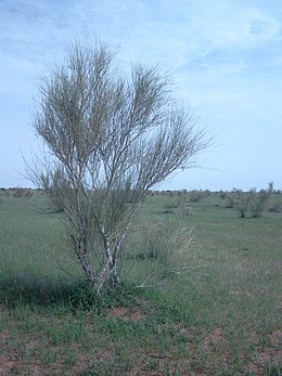 Vaisgantas (Leptadenia pyrotechnica)