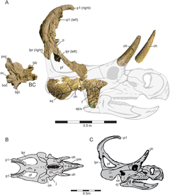 Description de l'image Machairoceratops.PNG.