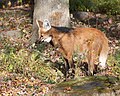 Maned Wolf