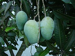 A mango grown in Bangladesh