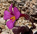 Kejklířka Mimulus bigelovii