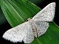 Idaea costiguttata