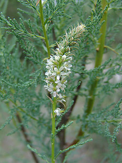 Pensaskanerva (Myricaria germanica)