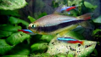 English: Emperor tetra Nematobrycon palmeri fe...