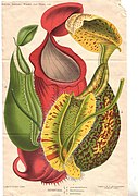 Nepenthes