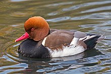 Кобель Netta rufina (Краснохохлый Покард), London Wetland Center - Diliff.jpg