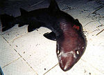תמונה ממוזערת עבור כריש חול גדול-עין