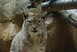 Eurasischer Luchs (Lynx lynx)