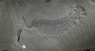 Fósil de Opabinia (Smithsonian Institution)
