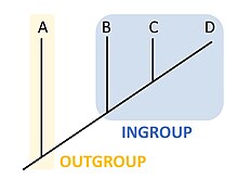 A simple cladogram showing the evolutionary relationships between four species: A, B, C, and D. Here, Species A is the outgroup, and Species B, C, and D form the ingroup. Outgroup.jpg