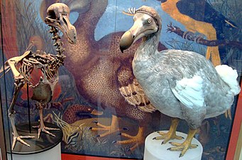 Skeleton and model of the dodo, an extinct flightless bird from Mauritius