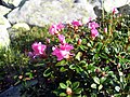 Erdélyi havasszépe (Rhododendron myrtifolium)