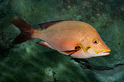 Ikan kakap merah (L. campechanus)