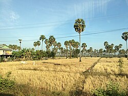 Rice field in Kampong Chhnang