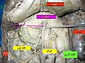 تصغير للنسخة بتاريخ 12:58، 1 أبريل 2017