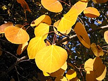 Typical yellow autumn foliage Populus tremuloides 8163.jpg