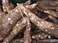 Manioc.