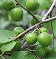 Prunus brigantina