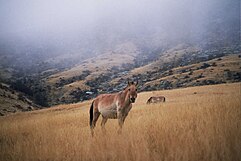 Przewalski horse