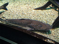 Pseudoplatystoma fasciatum1.jpg