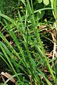 Gift-Hahnenfuß (Ranunculus sceleratus)