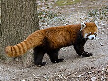 A red panda standing on the ground