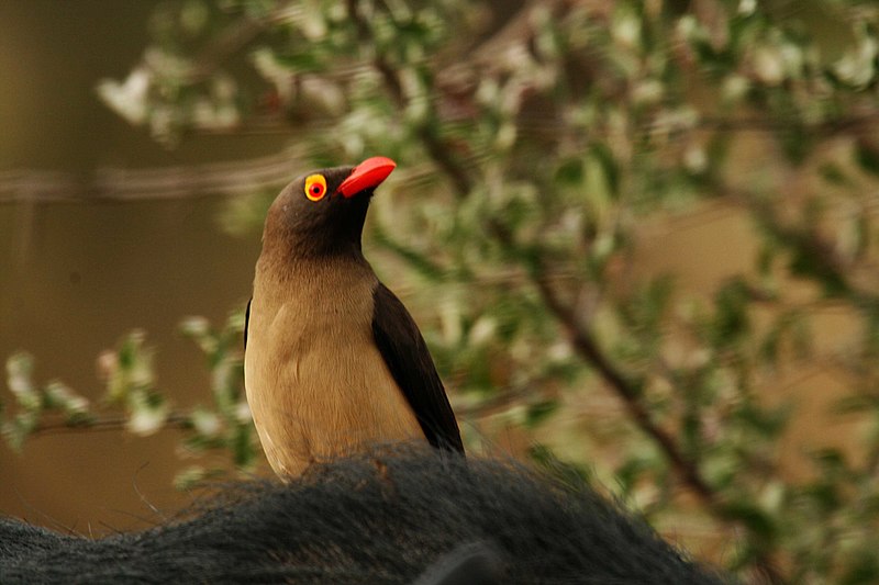 File:Red billed oxpecker close.jpg