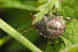 Rhacognathus punctatus