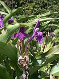 Miniatura para Roscoea