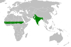 Native range of rose-ringed parakeet
