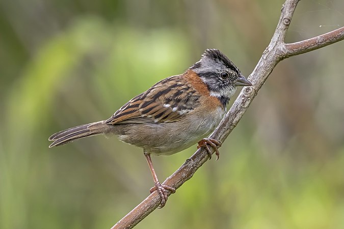 圖為紅領帶鵐（Zonotrichia capensis costaricensis），攝於巴拿馬托圖馬斯雲霧森林。其雄性以聲音的多樣性而聞名。共冇25個亞種分佈於中、南美洲各地，不少的亞種都已發展出獨特的方言。