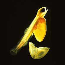 Salmon egg hatching into a sac fry. In a few days, the sac fry will absorb the yolk sac and start feeding on smaller plankton. Salmonlarvakils 2.jpg