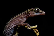 Satanic Leaf-tailed Gecko (Uroplatus phantasticus). Photograph: Thomas Fuhrmann