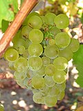 Miniatura para Sauvignon (uva)