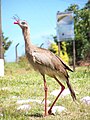 Chuña de patas rojas