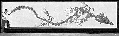 Диорама Г. Осборна с реконструкцией скелета Tylosaurus proriger, 1899 г.