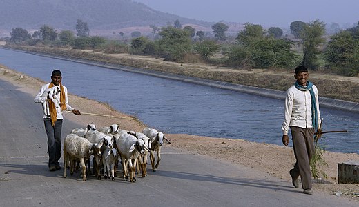 mit Hirtenstab in Indien