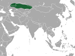 Distribución de la pica de las estepas