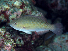 Scarus rivulatus femelle