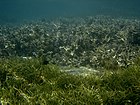 Syringodium isoetifolium et Acropora sp..jpg