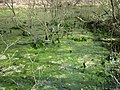 Algenblüte im ehemaligen Fischteich