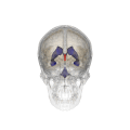 Vue tridimensionnelle animée du troisième ventricule cérébral (en rouge).